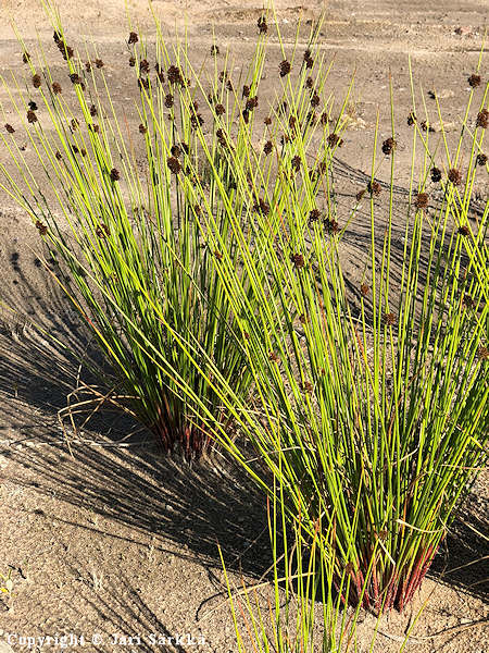 Juncus conglomeratus, kerpvihvil